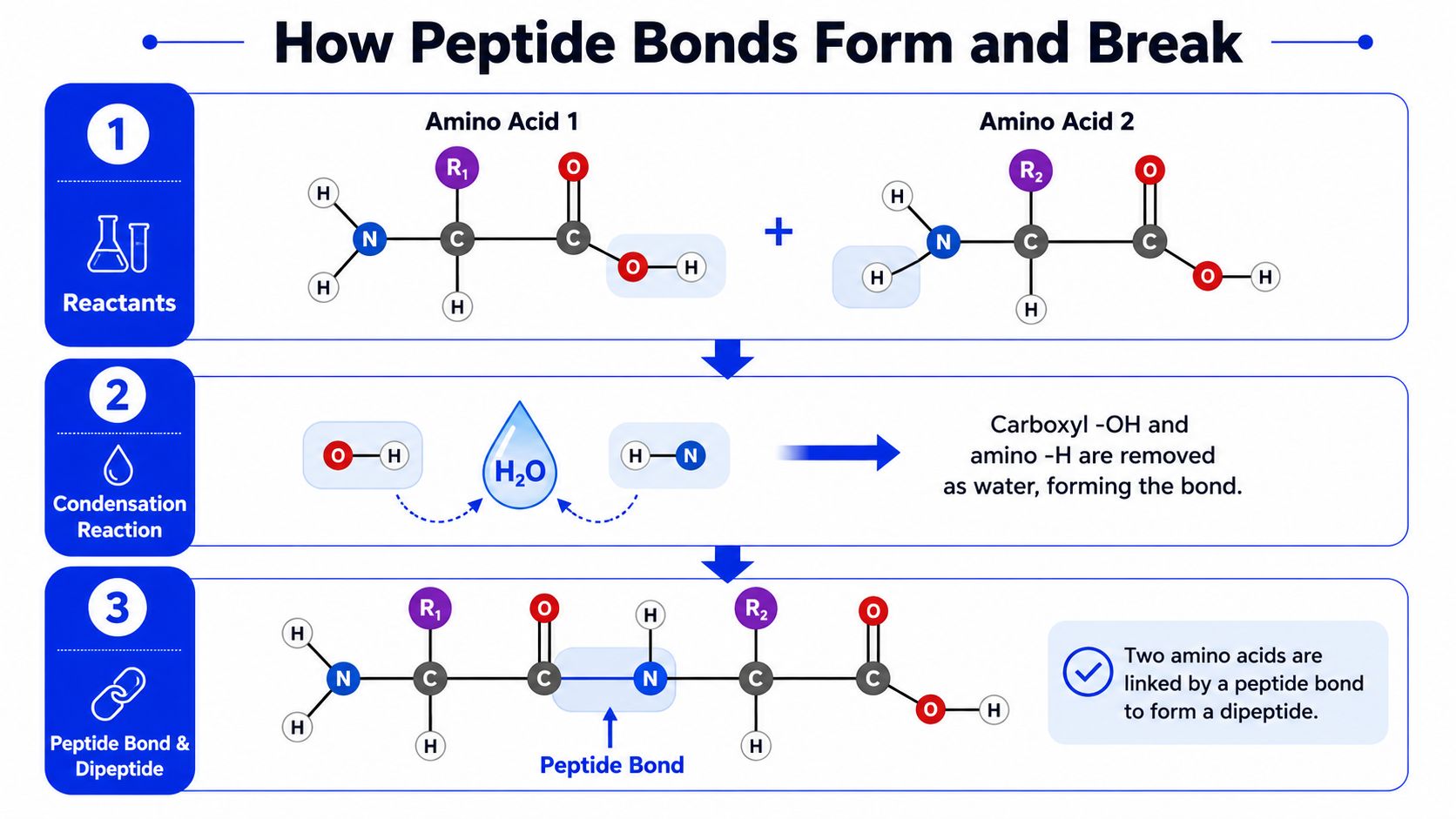 A diagram illustrating the condensation reaction where two amino acids join to form a peptide bond.