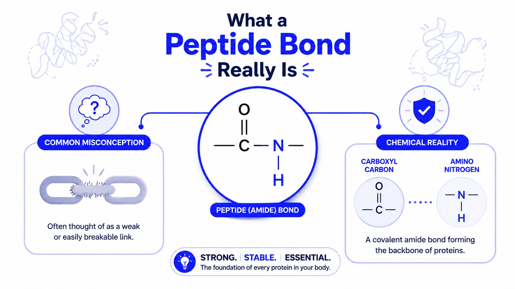 An infographic showing that a peptide bond is a strong, stable covalent amide bond in proteins.