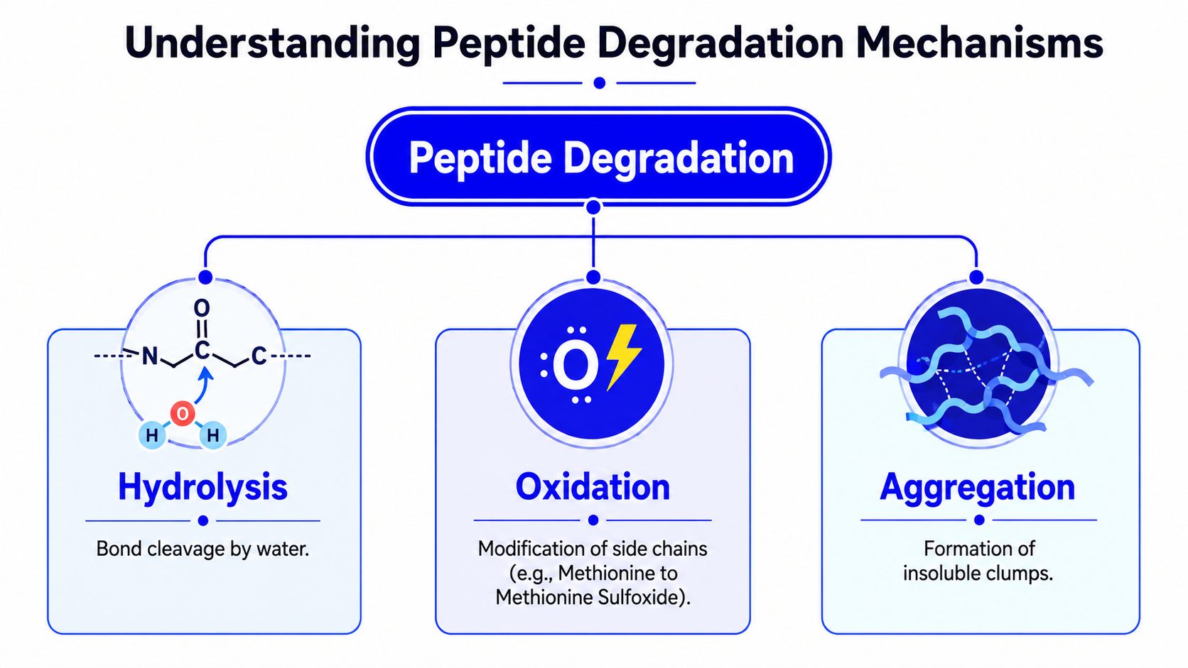 A diagram illustrating three main mechanisms of peptide degradation: hydrolysis, oxidation, and aggregation in a professional layout.