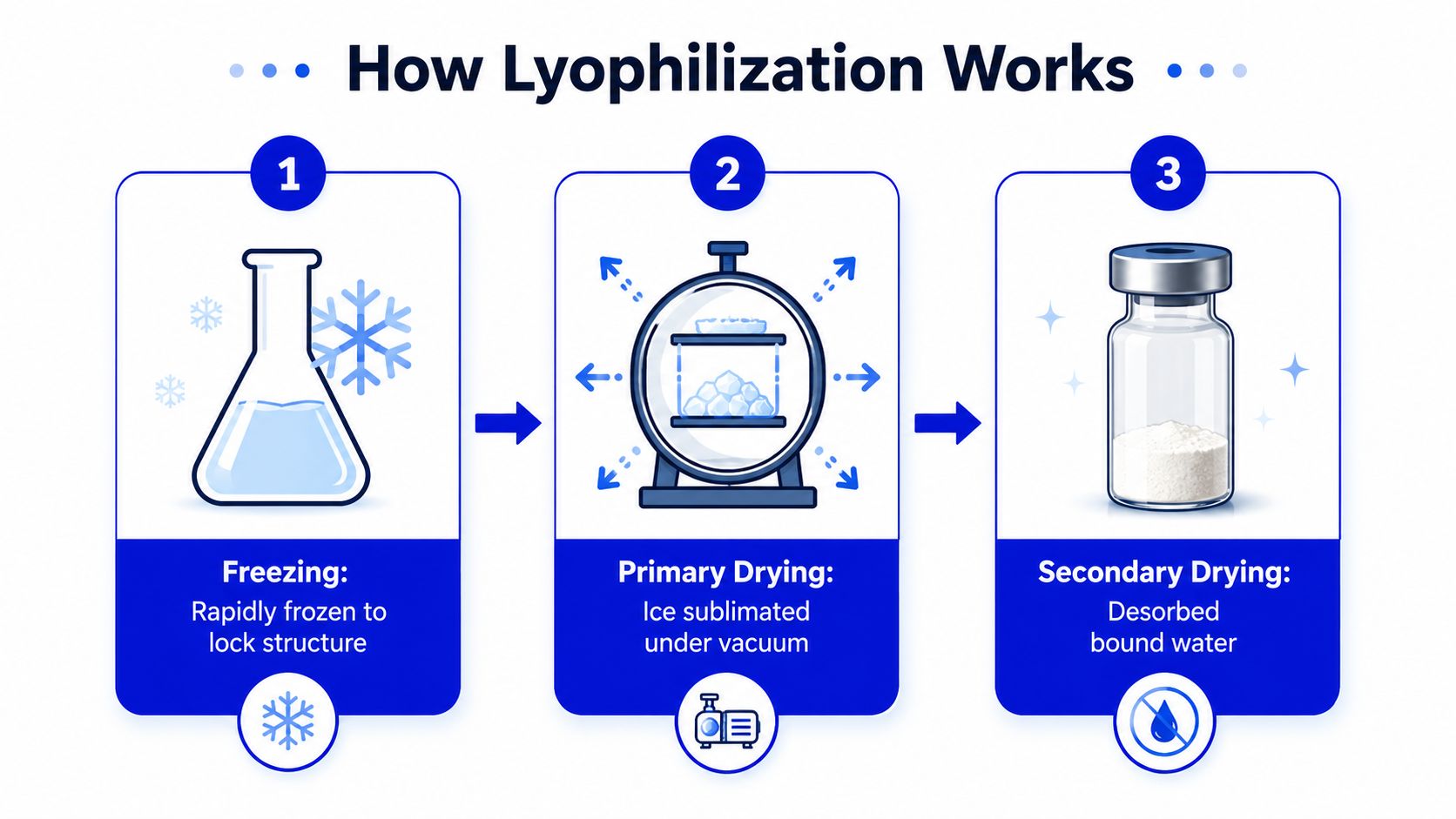 An infographic showing the three steps of the lyophilization process: freezing, primary drying, and secondary drying.