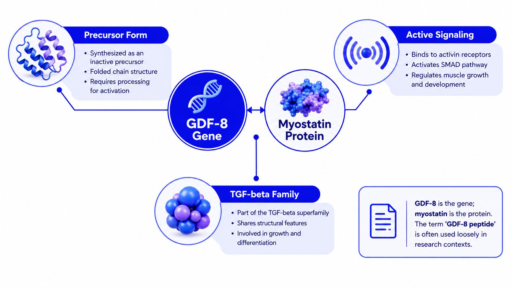 An infographic showing the relationship between the GDF-8 gene, myostatin protein, its precursor, and TGF-beta family.