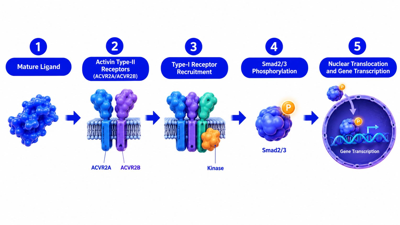 A diagram illustrating the five-step molecular signaling pathway of GDF-8, depicting ligand binding to receptors and gene transcription.