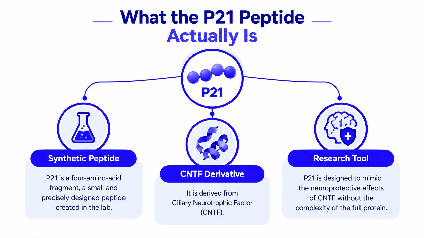 An infographic showing that the P21 peptide is a synthetic CNTF derivative used as a research tool.
