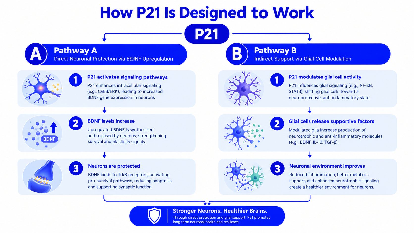 A diagram illustrating the two pathways by which the P21 peptide works to support neuronal health.